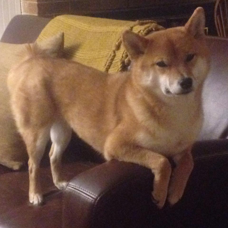 九游电脑版-中超联赛球队战术分析与应用案例，中超首阶段团队制胜